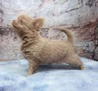 Unborn Litter- AKC, a  Chihuahua for sale in Muskogee, OK – 4 of 10