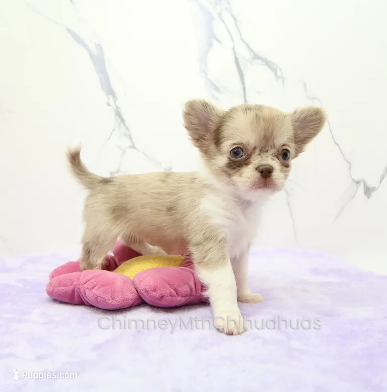 AKC IVY – Chihuahua puppy for sale in Muskogee, OK