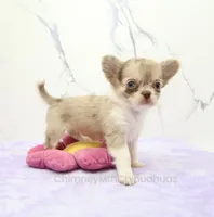 AKC IVY, a female Chihuahua for sale in Muskogee, OK – 1 of 10