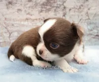AKC TOM, a male Chihuahua for sale in Muskogee, OK – 4 of 10