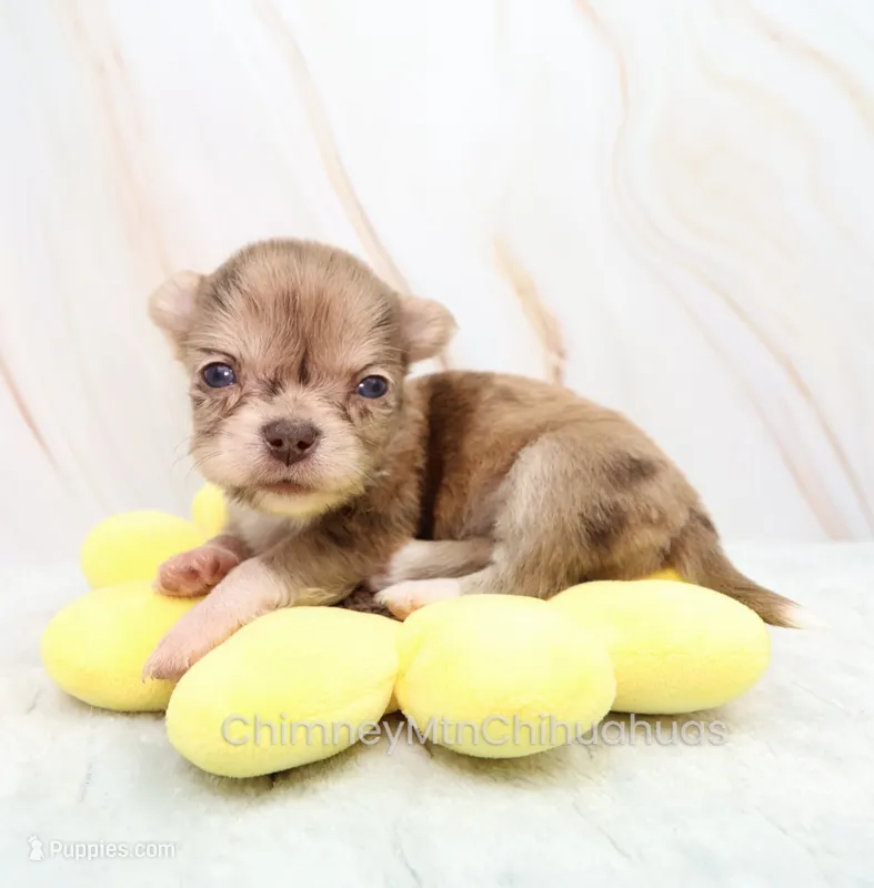 AKC IDA – Chihuahua puppy for sale in Muskogee, OK
