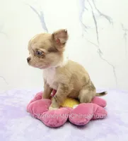 AKC IRENE, a female Chihuahua for sale in Muskogee, OK – 5 of 10