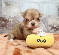 AKC IDA, a female Chihuahua for sale in Muskogee, OK – 5 of 10