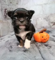 AKC PRALINE, a female Chihuahua for sale in Muskogee, OK – 8 of 10