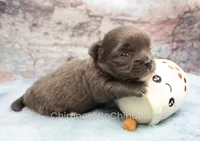 AKC ELWOOD, a male Chihuahua for sale in Muskogee, OK – 8 of 10