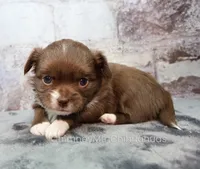 AKC NUTMEG, a female Chihuahua for sale in Muskogee, OK – 4 of 10