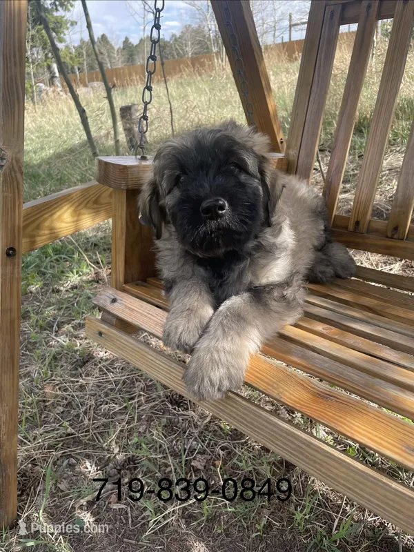 Daisy – Bouvier des Flandres puppy for sale in Littleton, CO