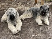Daisy, a female Bouvier des Flandres for sale in Littleton, CO – Photo 2 of 2