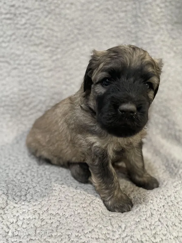 Daisy – Bouvier des Flandres puppy for sale in Littleton, CO