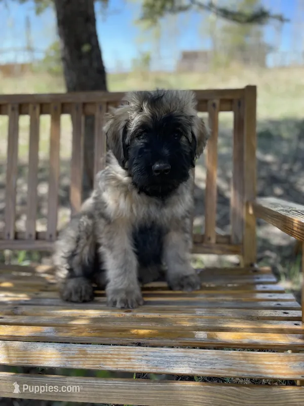 Daisy – Bouvier des Flandres puppy for sale in Littleton, CO