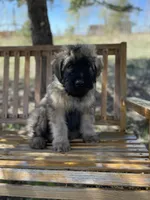 Daisy, a female Bouvier des Flandres for sale in Littleton, CO – 6 of 8