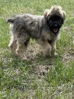 Daisy, a female Bouvier des Flandres for sale in Littleton, CO – 4 of 8
