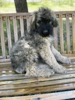 Daisy, a female Bouvier des Flandres for sale in Littleton, CO – 2 of 8