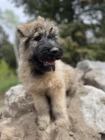 Daisy, a female Bouvier des Flandres for sale in Littleton, CO – 1 of 8