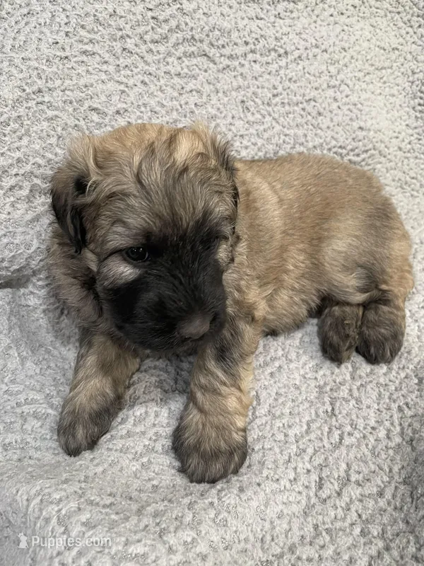 Bailey – Bouvier des Flandres puppy for sale in Littleton, CO