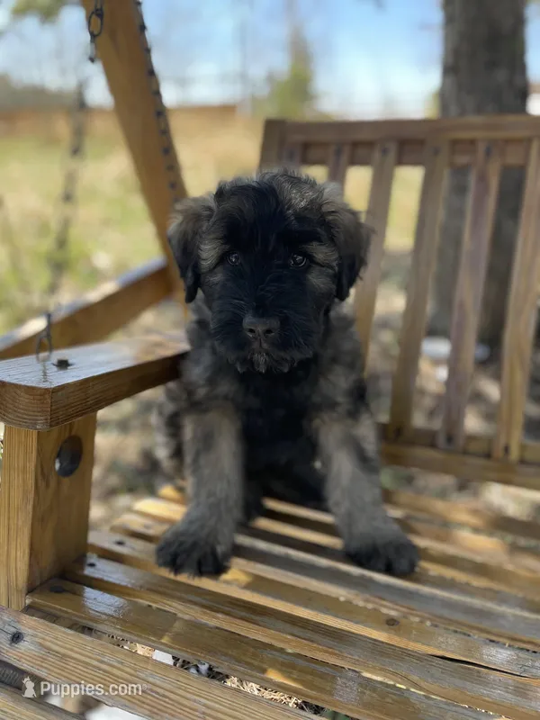 Frisco – Bouvier des Flandres puppy for sale in Littleton, CO