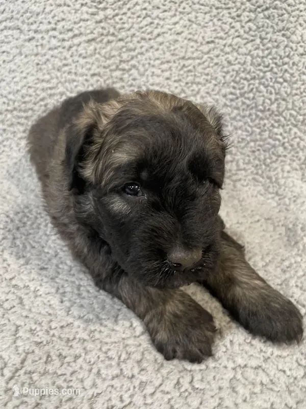 Frisco – Bouvier des Flandres puppy for sale in Littleton, CO