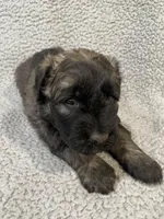 Frisco, a male Bouvier des Flandres for sale in Littleton, CO – Photo 1 of 2