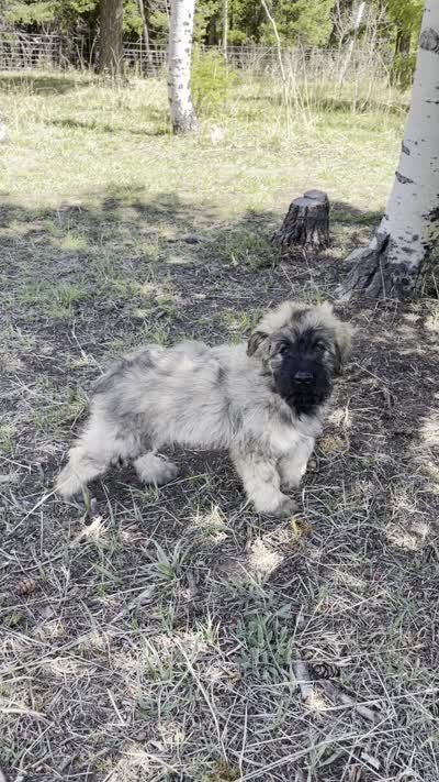 Daisy, a female Bouvier des Flandres for sale in Littleton, CO – 8 of 8