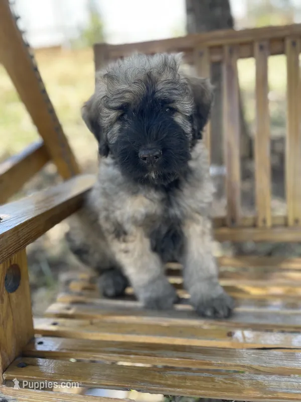 Cooper – Bouvier des Flandres puppy for sale in Littleton, CO