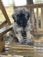 Cooper, a male Bouvier des Flandres for sale in Littleton, CO – Photo 1 of 2