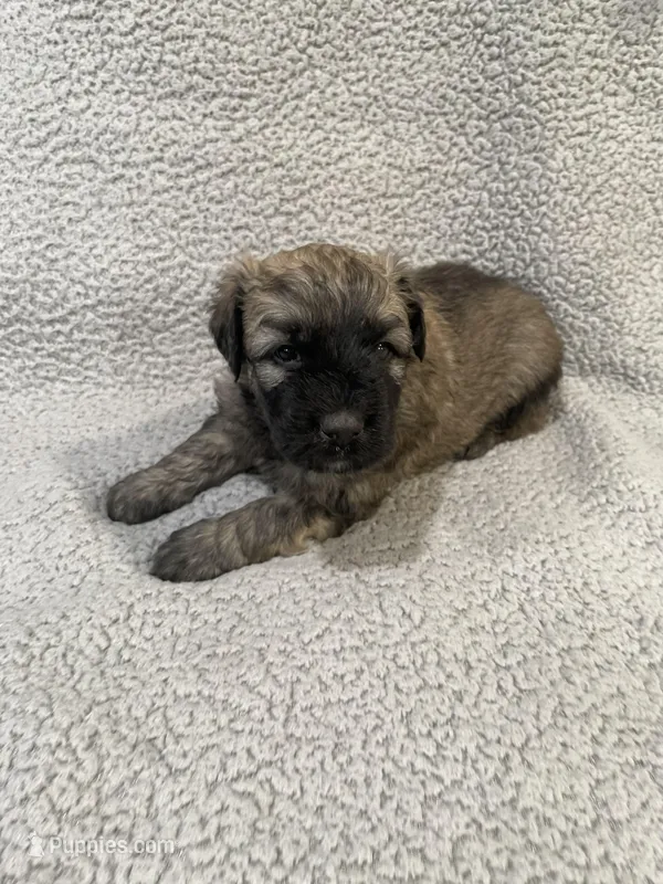 Cooper – Bouvier des Flandres puppy for sale in Littleton, CO