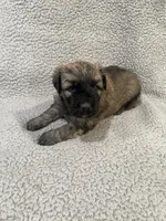 Cooper, a male Bouvier des Flandres for sale in Littleton, CO – Photo 2 of 2