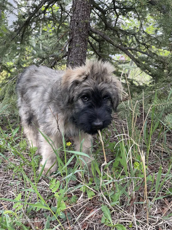 Daisy – Bouvier des Flandres puppy for sale in Littleton, CO