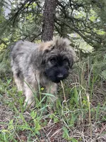Daisy, a female Bouvier des Flandres for sale in Littleton, CO – 3 of 8