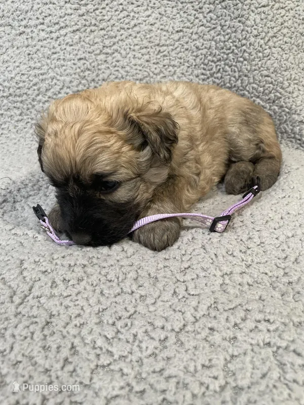 Chloe – Bouvier des Flandres puppy for sale in Littleton, CO