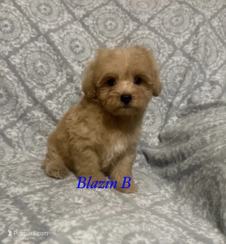 Yeti – Maltipoo, Poodle - Toy  puppy for sale in Jacksonville, TX