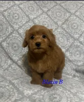 Red, a male Maltipoo and Poodle - Toy  for sale in Jacksonville, TX – 2 of 3