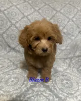 Sammi, a male Maltipoo and Poodle - Toy  for sale in Jacksonville, TX – 3 of 3