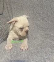 Pixie, a female Boston Terrier and French Bulldog for sale in Jacksonville, TX – 6 of 6