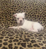 Snow, a female Boston Terrier and Frenchton for sale in Jacksonville, TX – 4 of 5