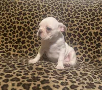 Snow, a female Boston Terrier and Frenchton for sale in Jacksonville, TX – 3 of 5
