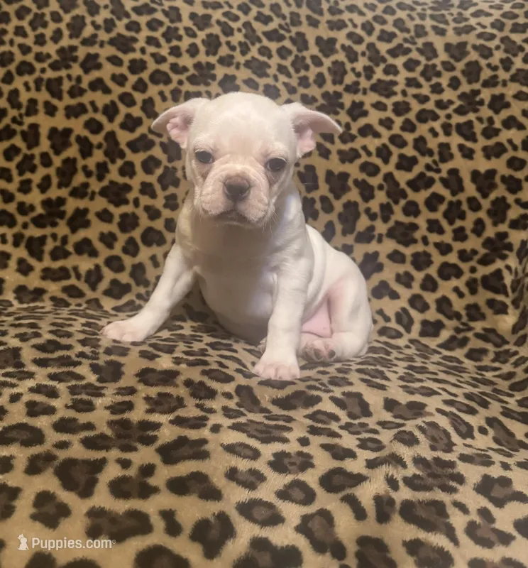 Snow – Boston Terrier, Frenchton puppy for sale in Jacksonville, TX