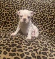 Snow, a female Boston Terrier and Frenchton for sale in Jacksonville, TX – 1 of 5