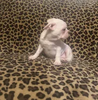 Snow, a female Boston Terrier and Frenchton for sale in Jacksonville, TX – 5 of 5