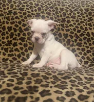 Snow, a female Boston Terrier and Frenchton for sale in Jacksonville, TX – 2 of 5