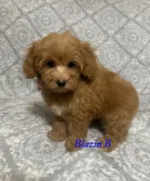 Sammi, a male Maltipoo and Poodle - Toy  for sale in Jacksonville, TX – 2 of 3