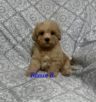 Yeti, a male Maltipoo and Poodle - Toy  for sale in Jacksonville, TX – 2 of 3