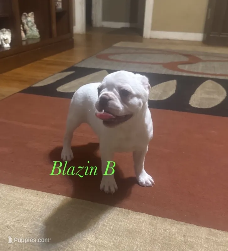 Pixie – Boston Terrier, French Bulldog puppy for sale in Jacksonville, TX