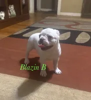 Pixie, a female Boston Terrier and French Bulldog for sale in Jacksonville, TX – 2 of 6
