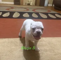 Pixie, a female Boston Terrier and French Bulldog for sale in Jacksonville, TX – 3 of 6
