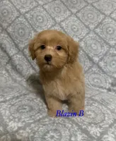 Tex, a male Maltipoo and Poodle - Toy  for sale in Jacksonville, TX – 3 of 3