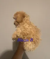 Simba, a male Maltipoo and Poodle - Toy  for sale in Jacksonville, TX – 2 of 2