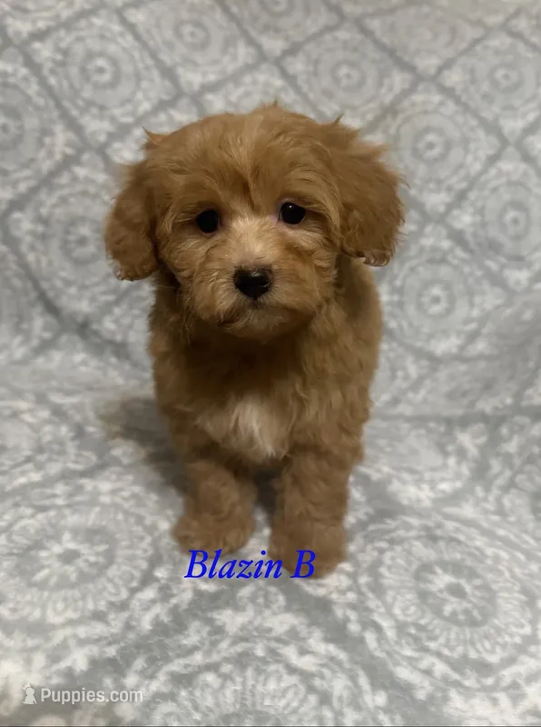 Sammi – Maltipoo, Poodle - Toy  puppy for sale in Jacksonville, TX