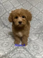 Sammi, a male Maltipoo and Poodle - Toy  for sale in Jacksonville, TX – 1 of 3