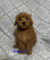 Red, a male Maltipoo and Poodle - Toy  for sale in Jacksonville, TX – 3 of 3